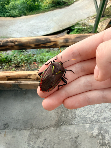 Eurostus validus