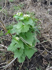 Alliaria petiolata