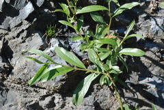 Salix appendiculata