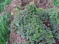 Glechoma hederacea