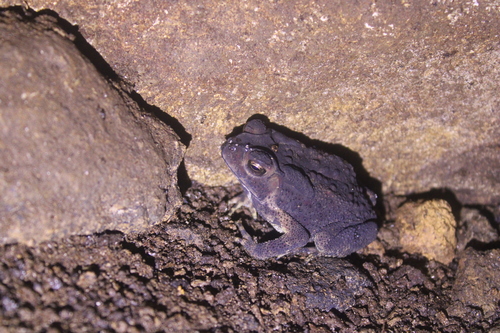 Asian Common Toad