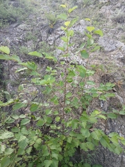 Alnus hirsuta, photograph (c) Святослав Власенко, some rights reserved (CC BY)