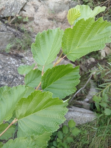 Alnus hirsuta, photograph 5