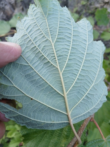 Alnus hirsuta, photograph 6
