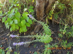 Asyneuma canescens