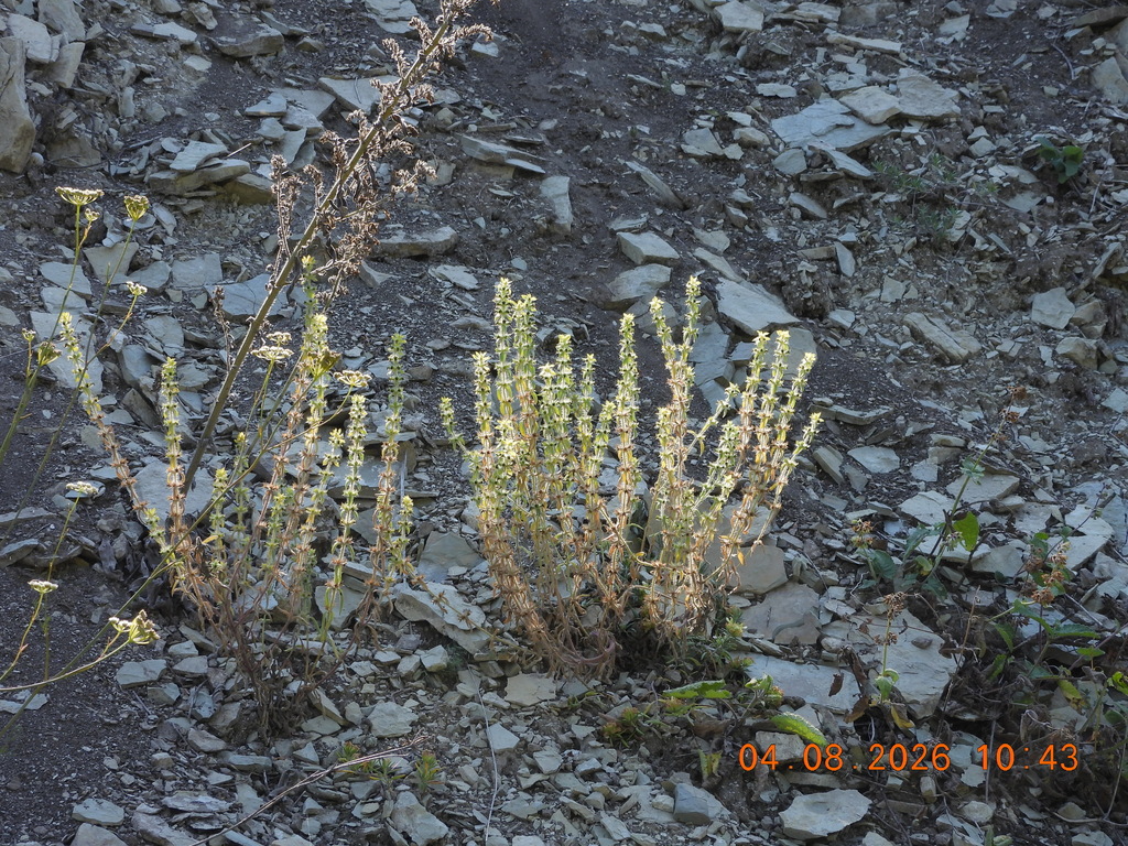 Sideritis montana; photograph (c) Galyna Mykytynets, some rights reserved (CC BY)