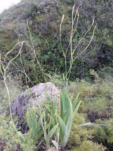 Iris dichotoma