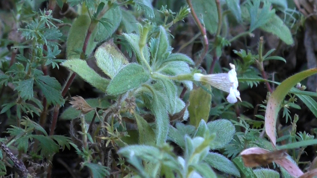 Nama hirsuta