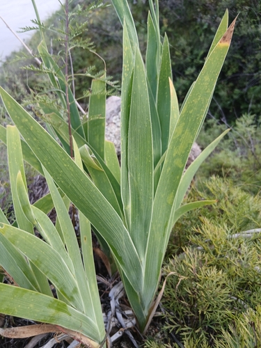 Iris dichotoma, photograph 2
