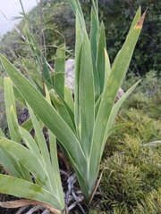 Iris dichotoma, photograph (c) Святослав Власенко, some rights reserved (CC BY)