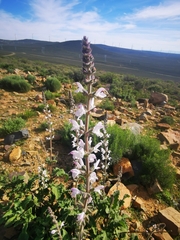 Salvia disermas, photograph (c) Barbara le Roux, some rights reserved (CC BY-SA)