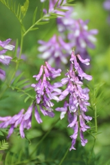 Vicia tenuifolia