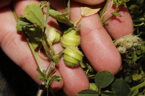 Medicago scutellata iNat (3)