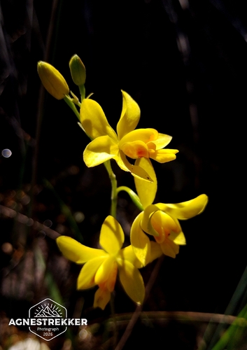 Spathoglottis pubescens, photograph 3