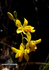 Spathoglottis pubescens, photograph author not stated, no rights reserved