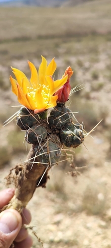 Cumulopuntia rossiana, photograph 1