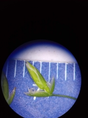 Poa alsodes