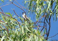 Xenopsaris albinucha