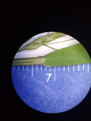 Poa alsodes