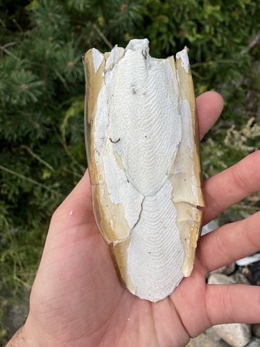 European Common Cuttlefish