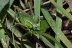 Isophya pyrenaea