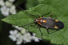 Capsodes flavomarginatus
