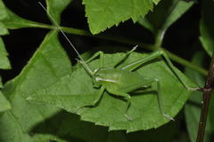 Isophya pyrenaea