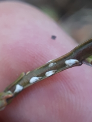Chionaspis salicis