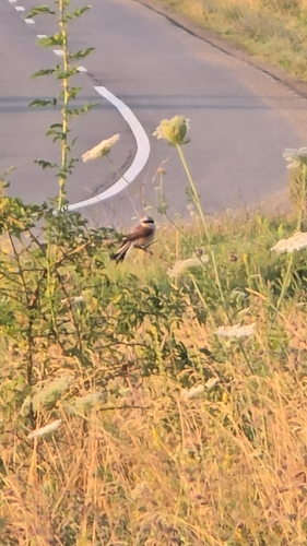 Red-backed Shrike