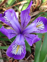 Iris douglasiana