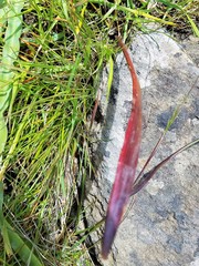 Calochortus tiburonensis