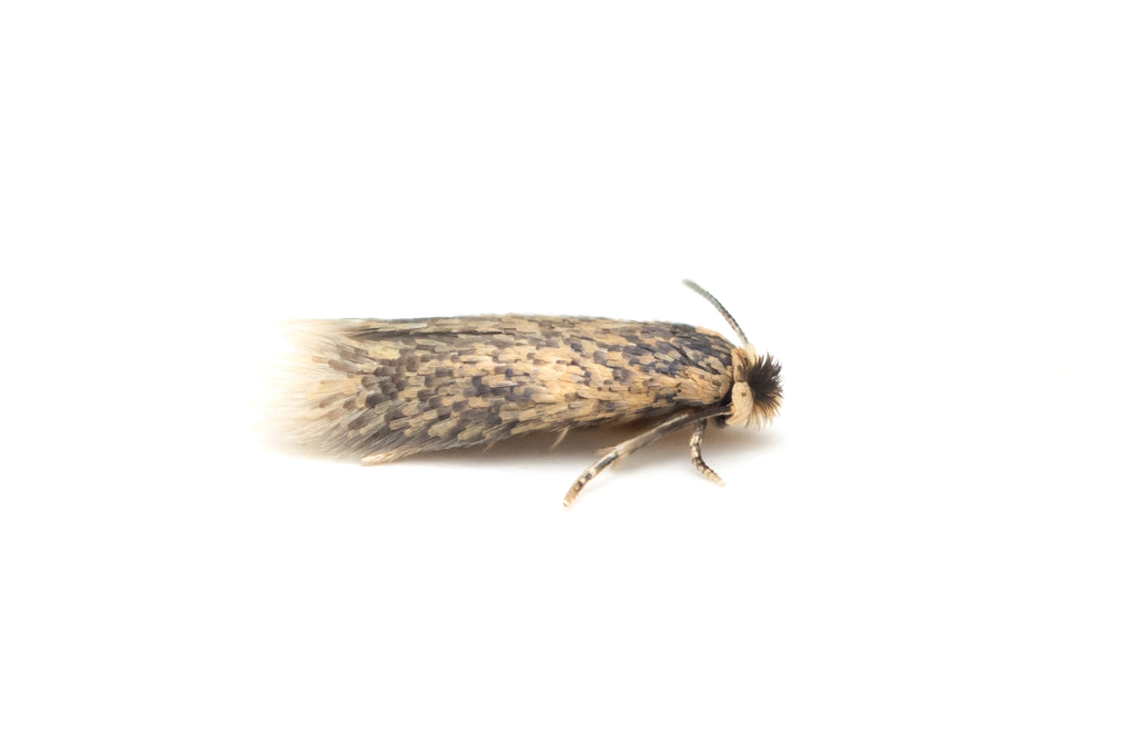 Stigmella saginella