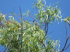 Xenopsaris albinucha