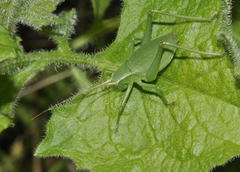 Isophya pyrenaea