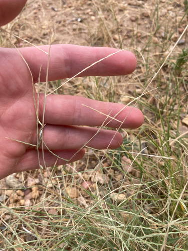 Muhlenbergia paniculata observed 2026-08-04