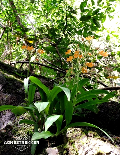 Habenaria rhodocheila, photograph 3