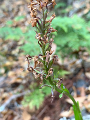 Dactylorhiza foliosa