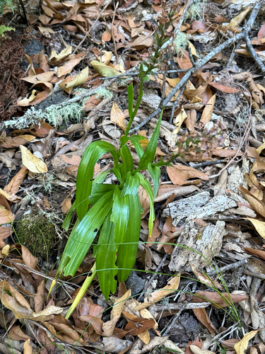 Dactylorhiza foliosa, photograph 2