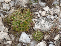 Gymnocalycium monvillei