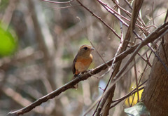Granatellus venustus