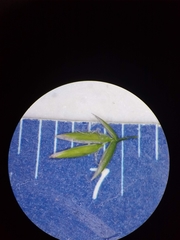 Poa alsodes