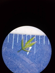 Poa alsodes
