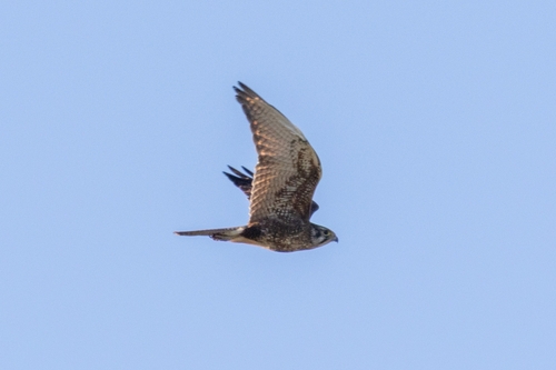 Brown Falcon