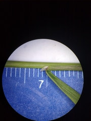 Poa alsodes
