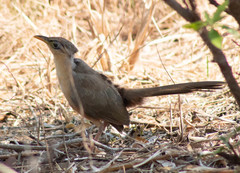 Morococcyx erythropygus