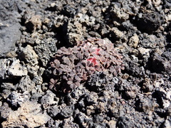 Oxalis chachahuensis