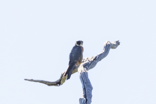 Australian Hobby