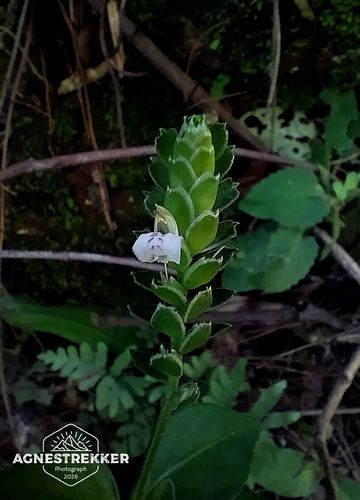 Rungia chinensis, photograph 3