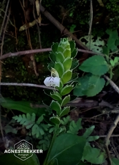 Rungia chinensis, photograph author not stated, no rights reserved