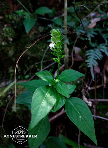 Rungia chinensis, photograph 4